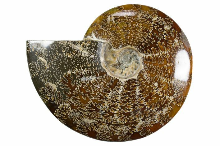 Polished Ammonite (Cleoniceras) Fossil - Madagascar #345548